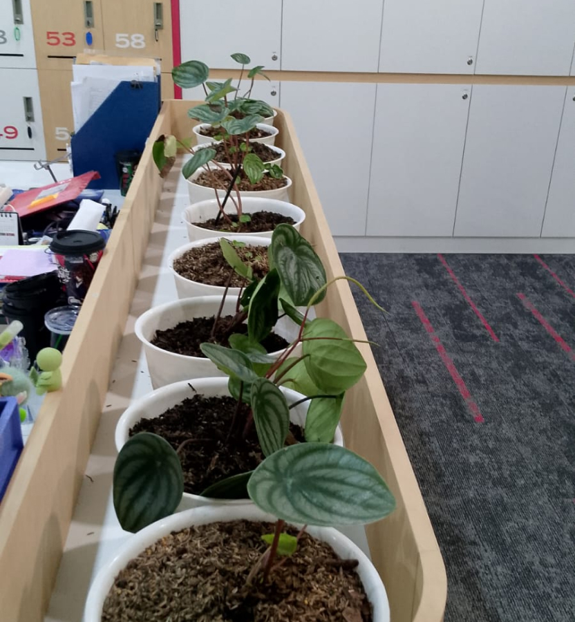 Indoor Plant Pantry