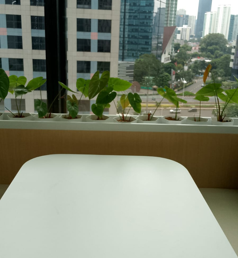 Tanaman Hias untuk Kantor